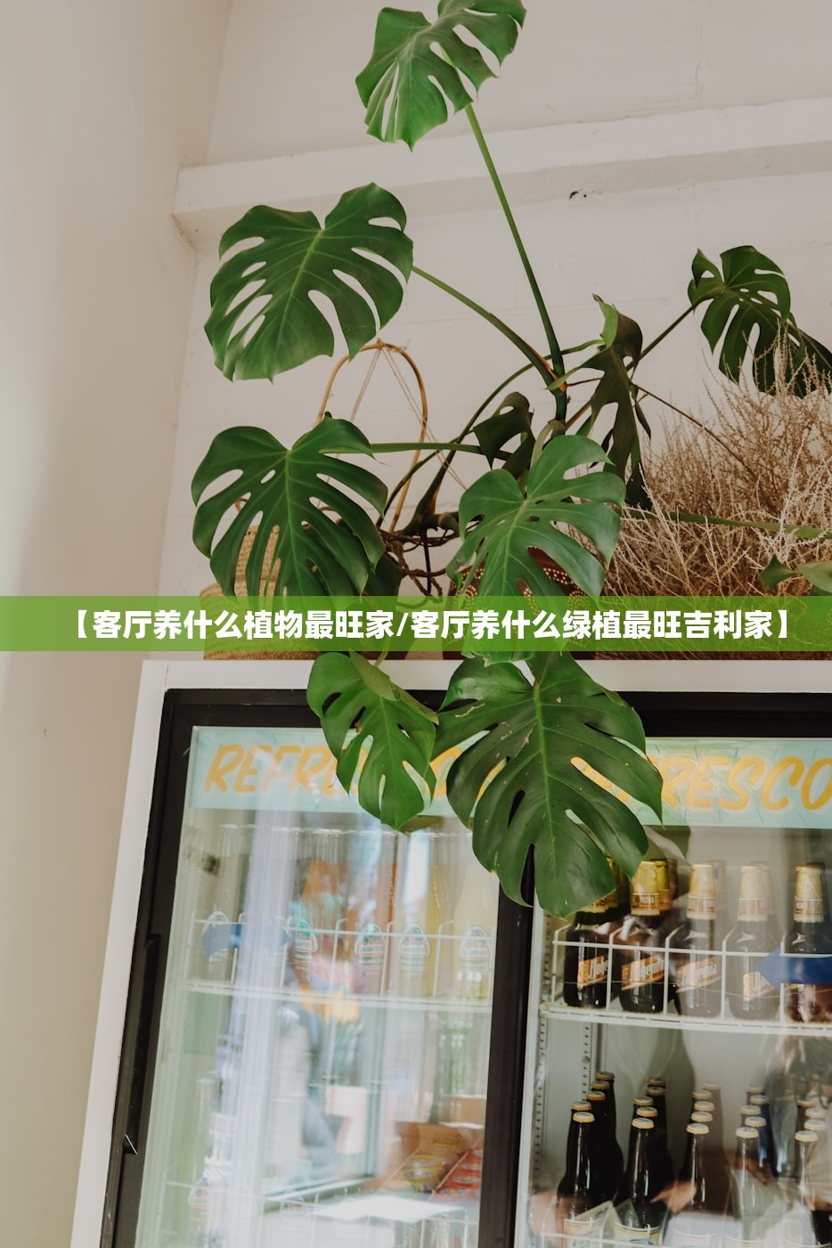 【客厅养什么植物最旺家/客厅养什么绿植最旺吉利家】