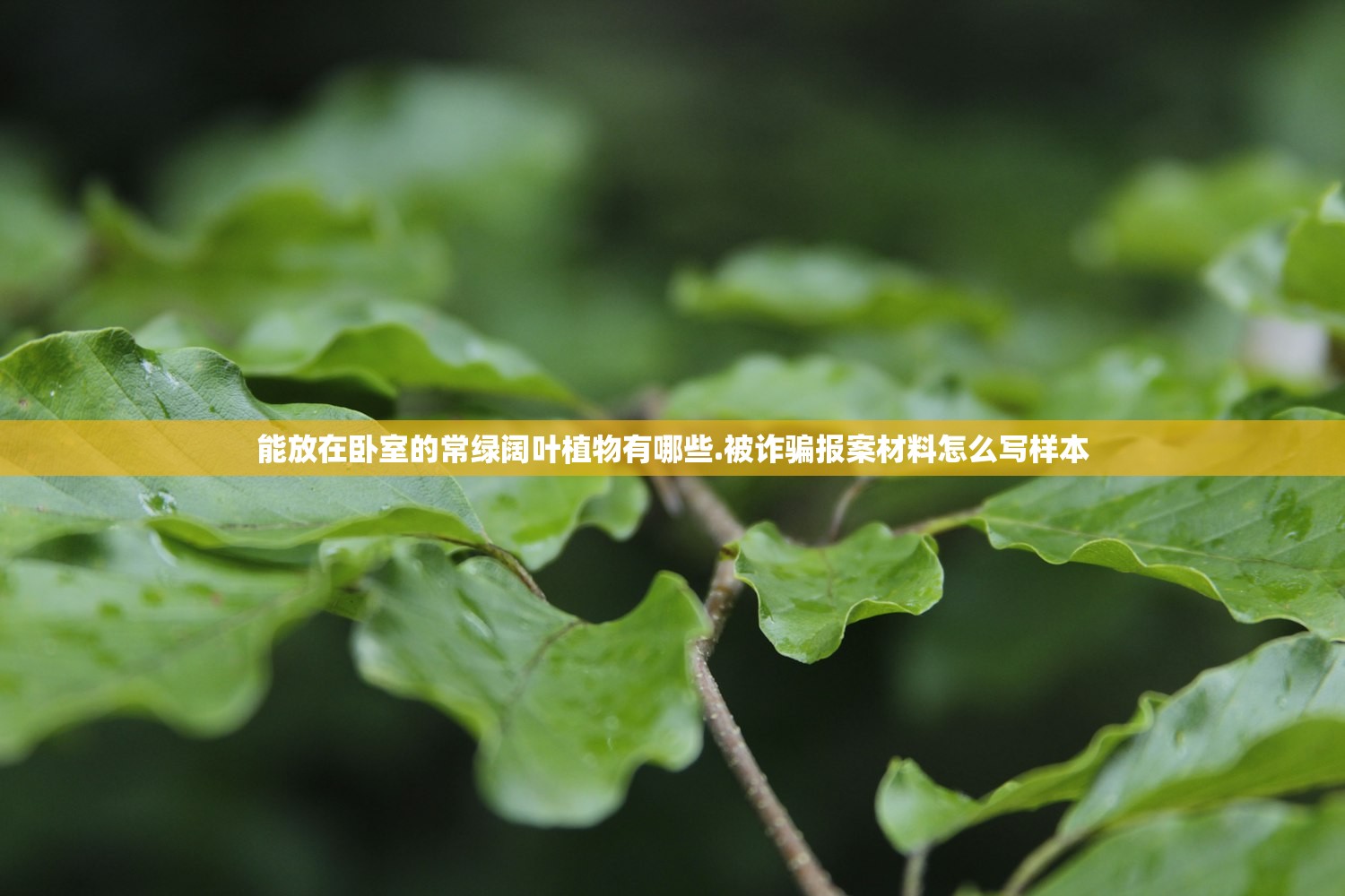 能放在卧室的常绿阔叶植物有哪些.被诈骗报案材料怎么写样本