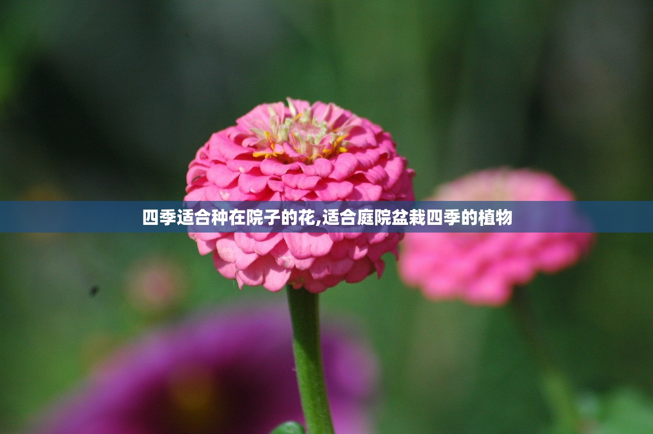 四季适合种在院子的花,适合庭院盆栽四季的植物 四季适合种在院子的花,适合庭院盆栽四季的植物