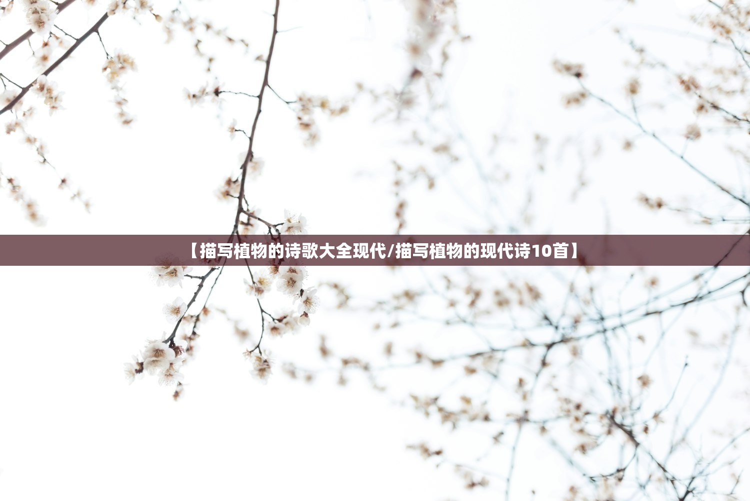 【描写植物的诗歌大全现代/描写植物的现代诗10首】 【描写植物的诗歌大全现代/描写植物的现代诗10首】