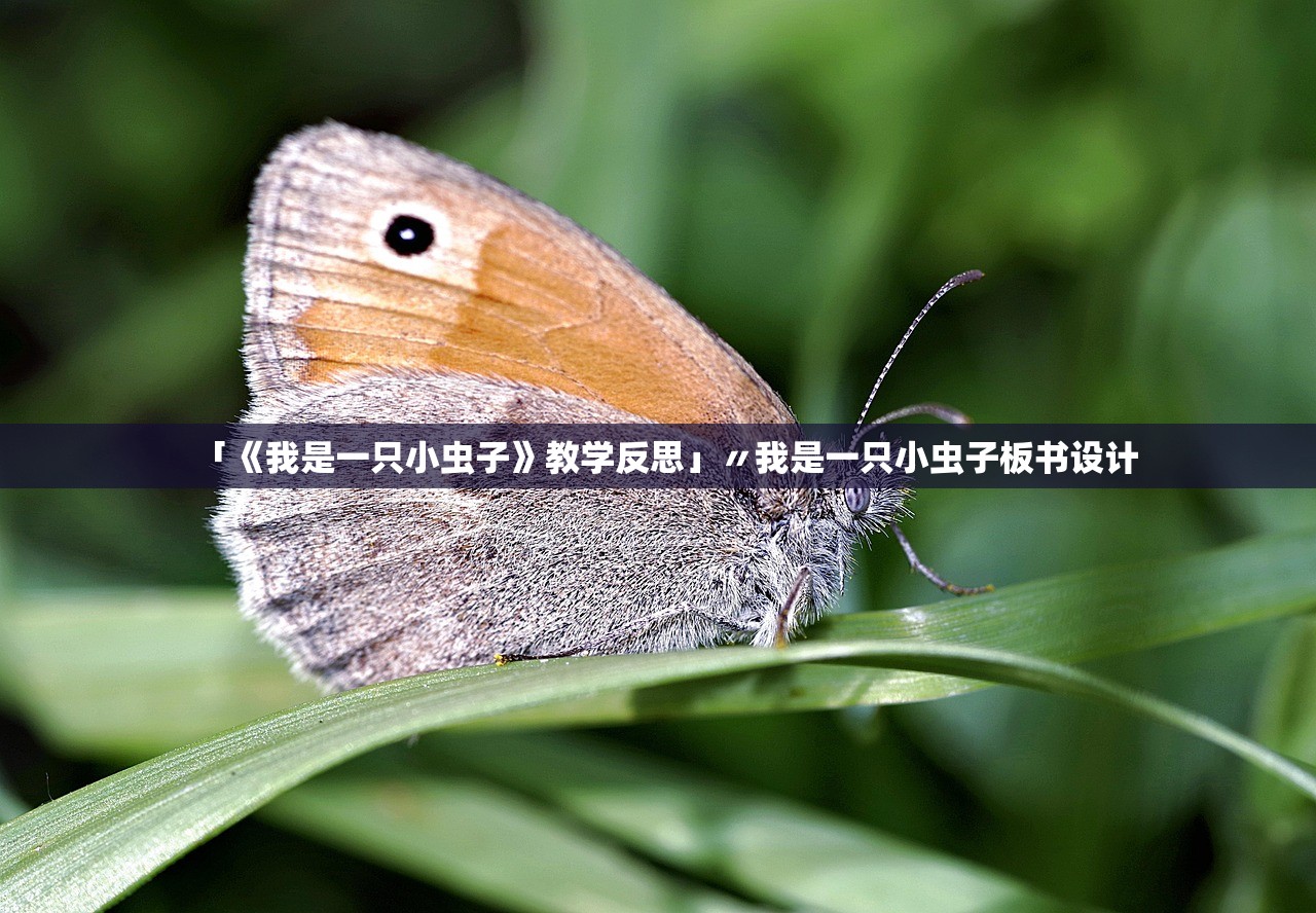 「《我是一只小虫子》教学反思」〃我是一只小虫子板书设计 「《我是一只小虫子》教学反思」〃我是一只小虫子板书设计