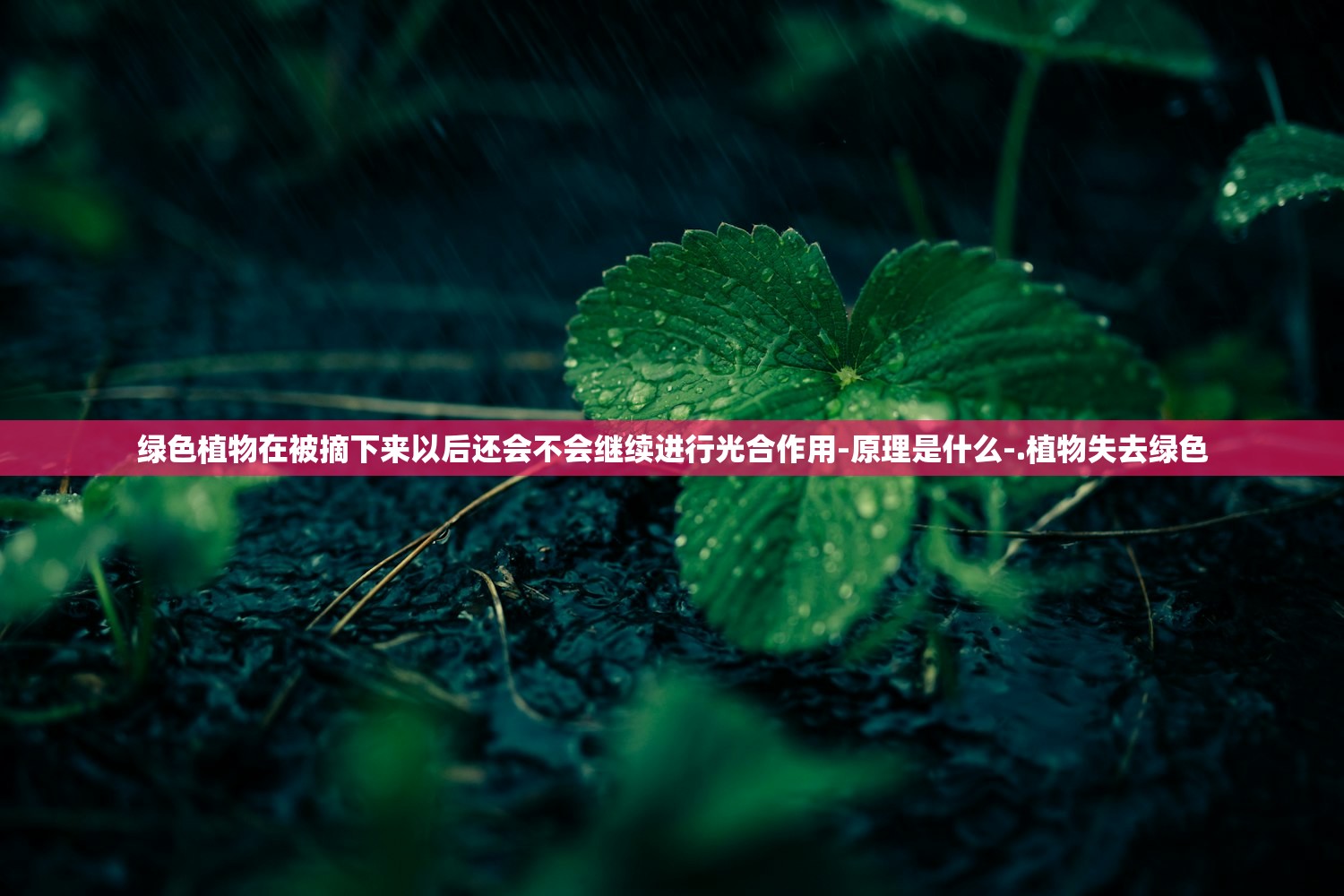 绿色植物在被摘下来以后还会不会继续进行光合作用-原理是什么-.植物失去绿色