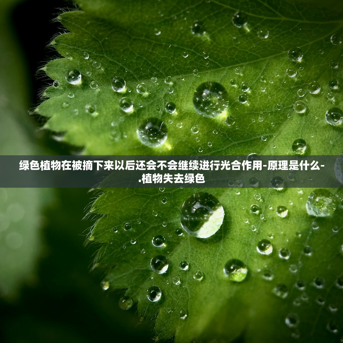 绿色植物在被摘下来以后还会不会继续进行光合作用-原理是什么-.植物失去绿色 绿色植物在被摘下来以后还会不会继续进行光合作用-原理是什么-.植物失去绿色