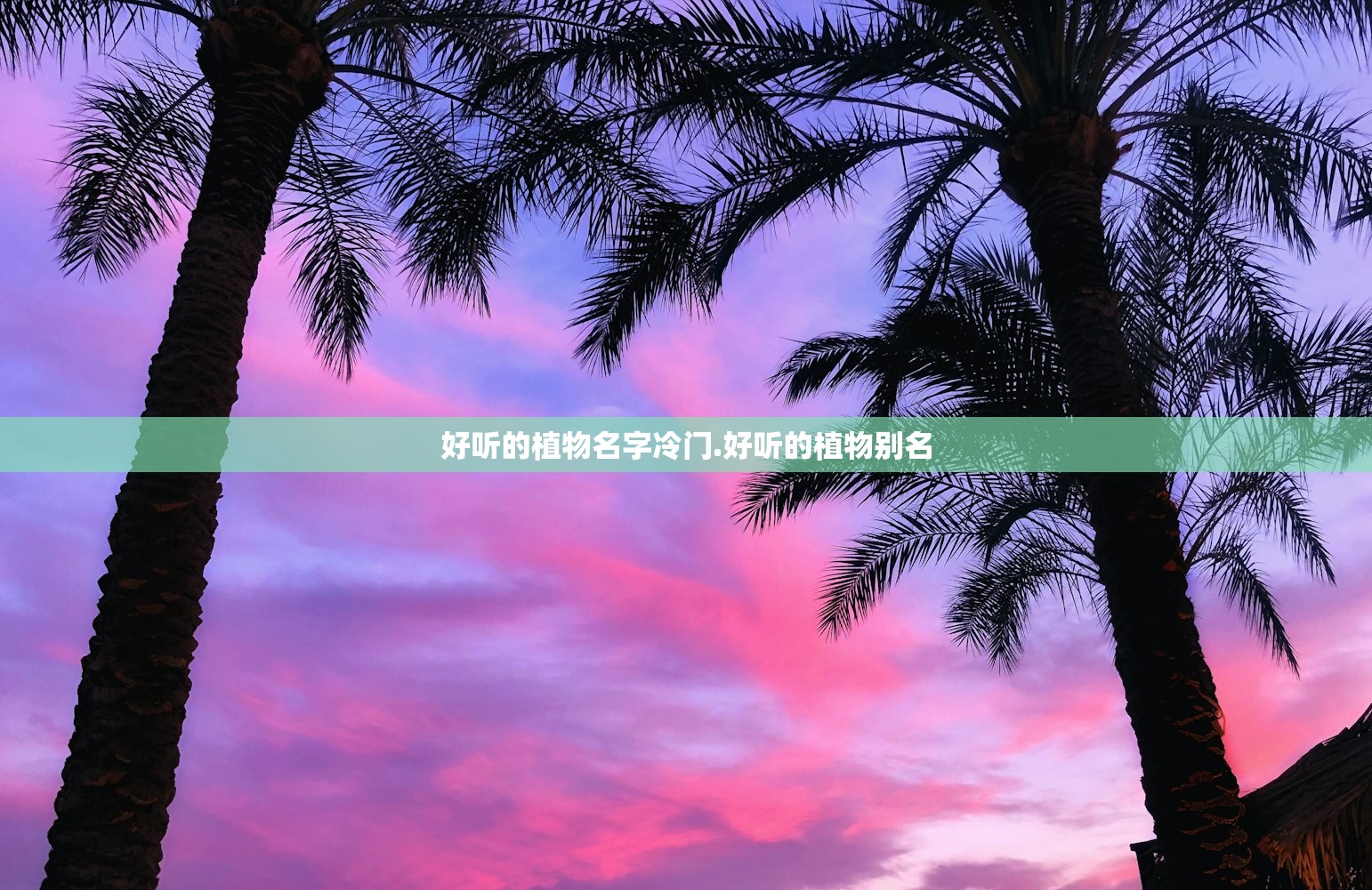 好听的植物名字冷门.好听的植物别名