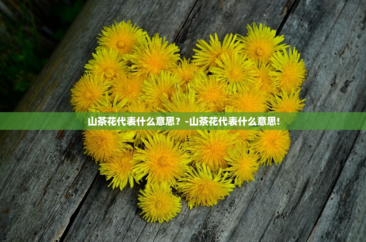 山茶花代表什么意思?-山茶花代表什么意思! 山茶花代表什么意思?-山茶花代表什么意思!