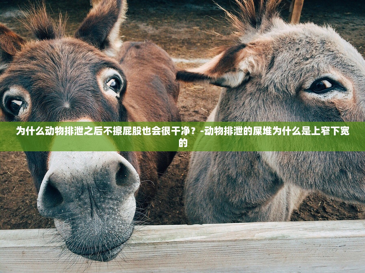 为什么动物排泄之后不擦屁股也会很干净？-动物排泄的屎堆为什么是上窄下宽的