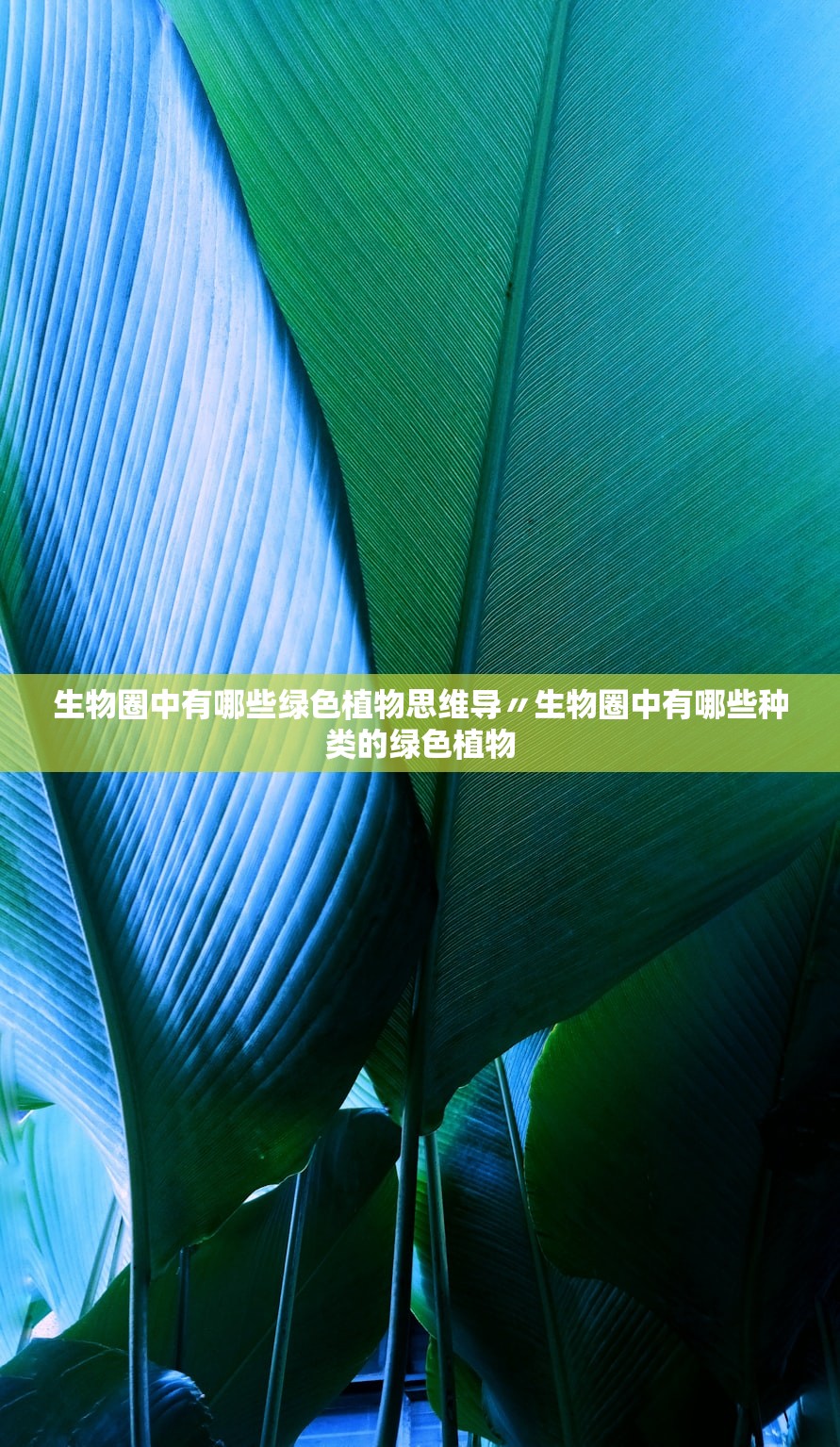 生物圈中有哪些绿色植物思维导〃生物圈中有哪些种类的绿色植物 生物圈中有哪些绿色植物思维导〃生物圈中有哪些种类的绿色植物