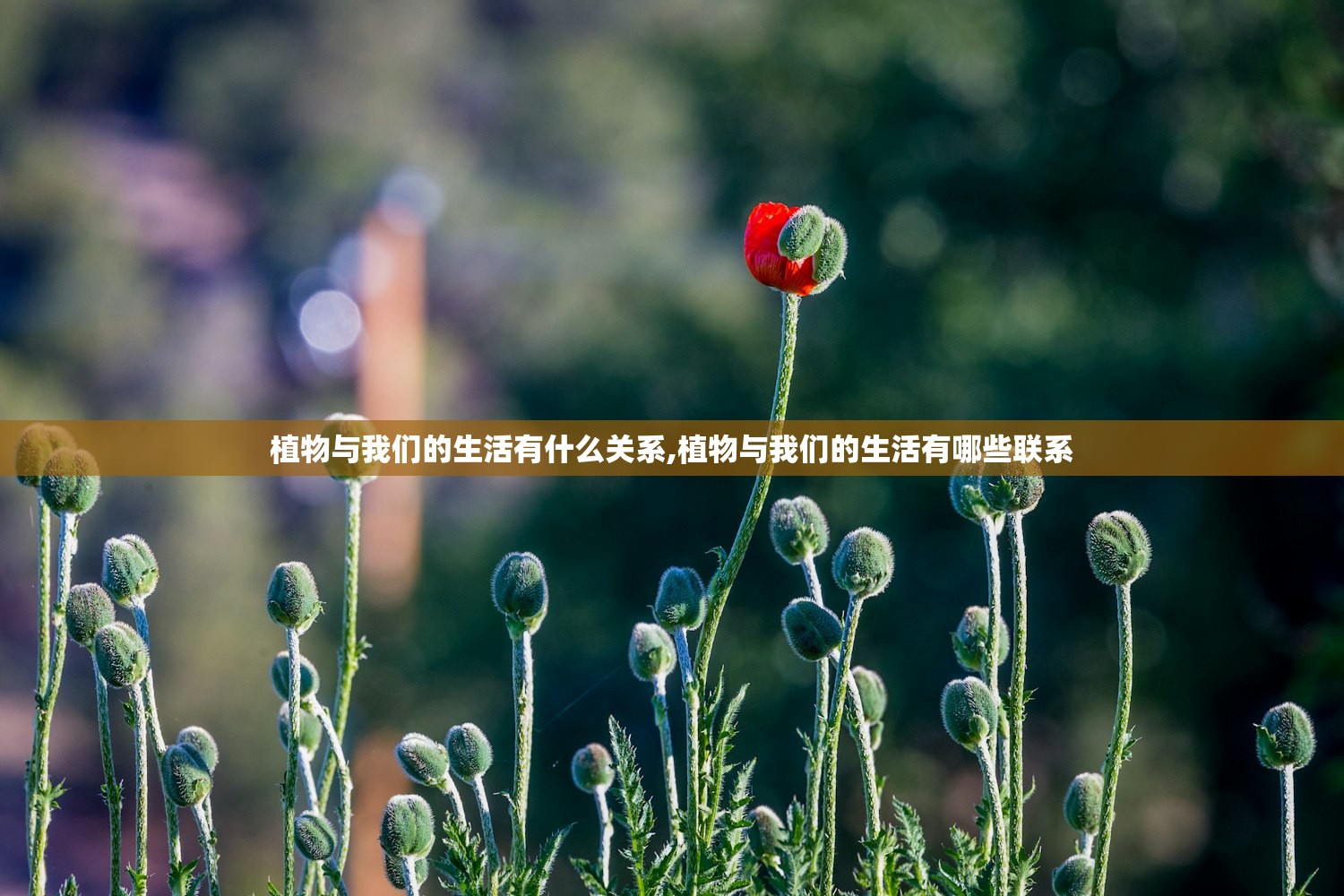 植物与我们的生活有什么关系,植物与我们的生活有哪些联系 植物与我们的生活有什么关系,植物与我们的生活有哪些联系