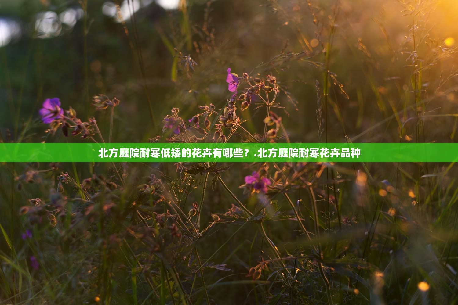 北方庭院耐寒低矮的花卉有哪些？.北方庭院耐寒花卉品种