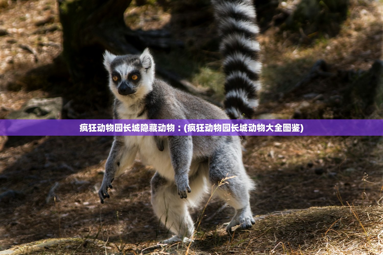 疯狂动物园长城隐藏动物︰(疯狂动物园长城动物大全图鉴) 疯狂动物园长城隐藏动物︰(疯狂动物园长城动物大全图鉴)