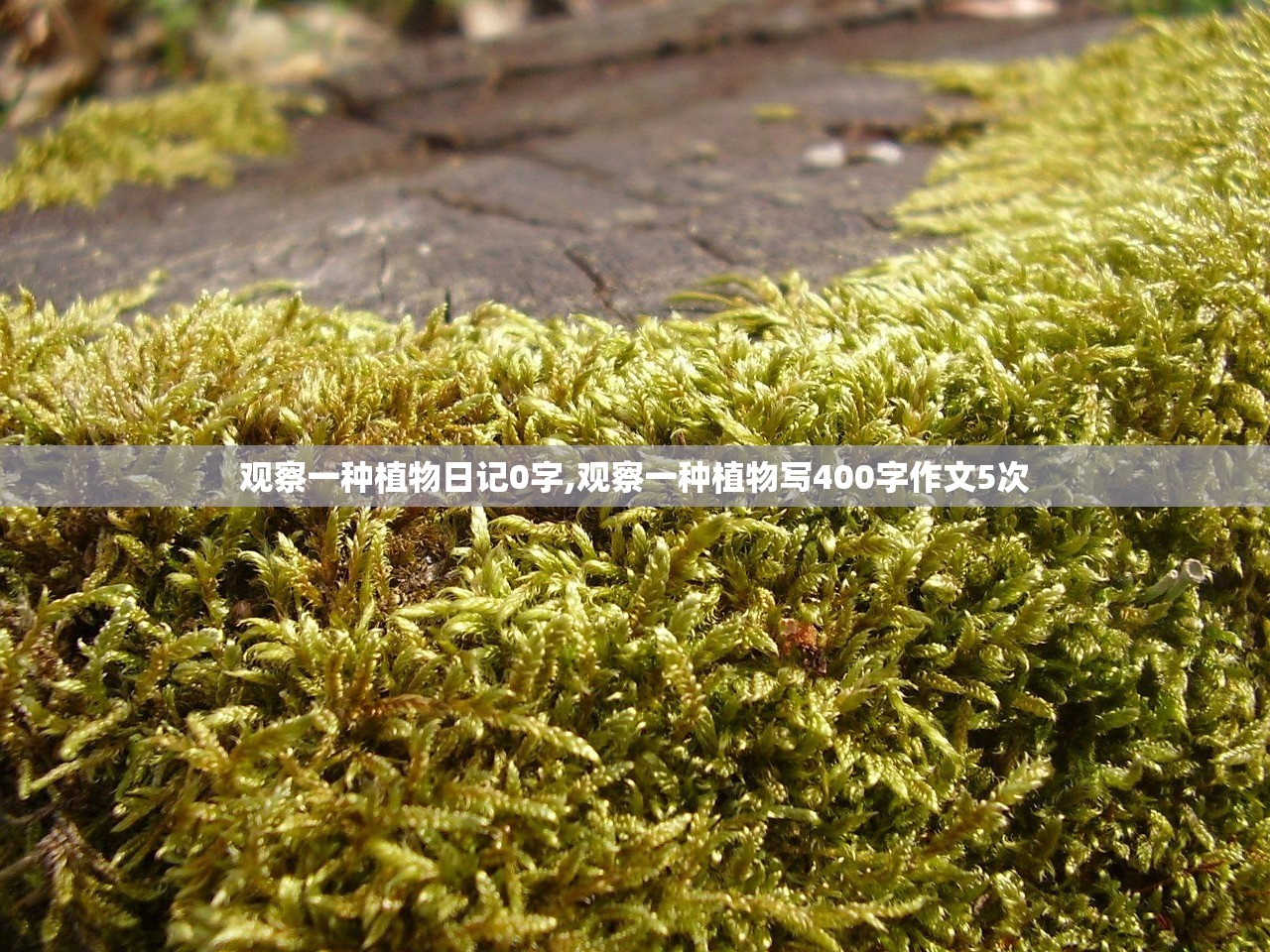 观察一种植物日记0字,观察一种植物写400字作文5次