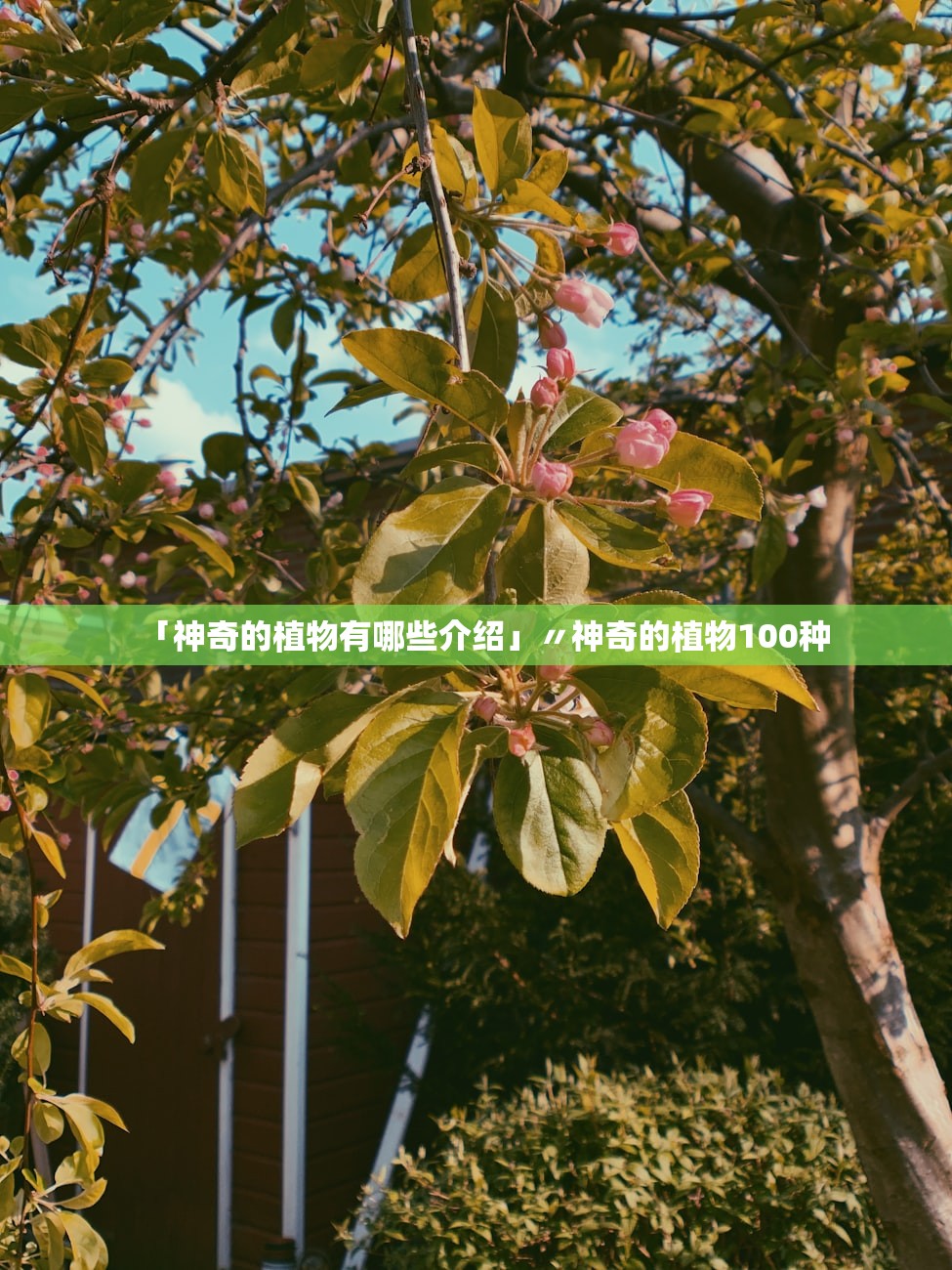 「神奇的植物有哪些介绍」〃神奇的植物100种