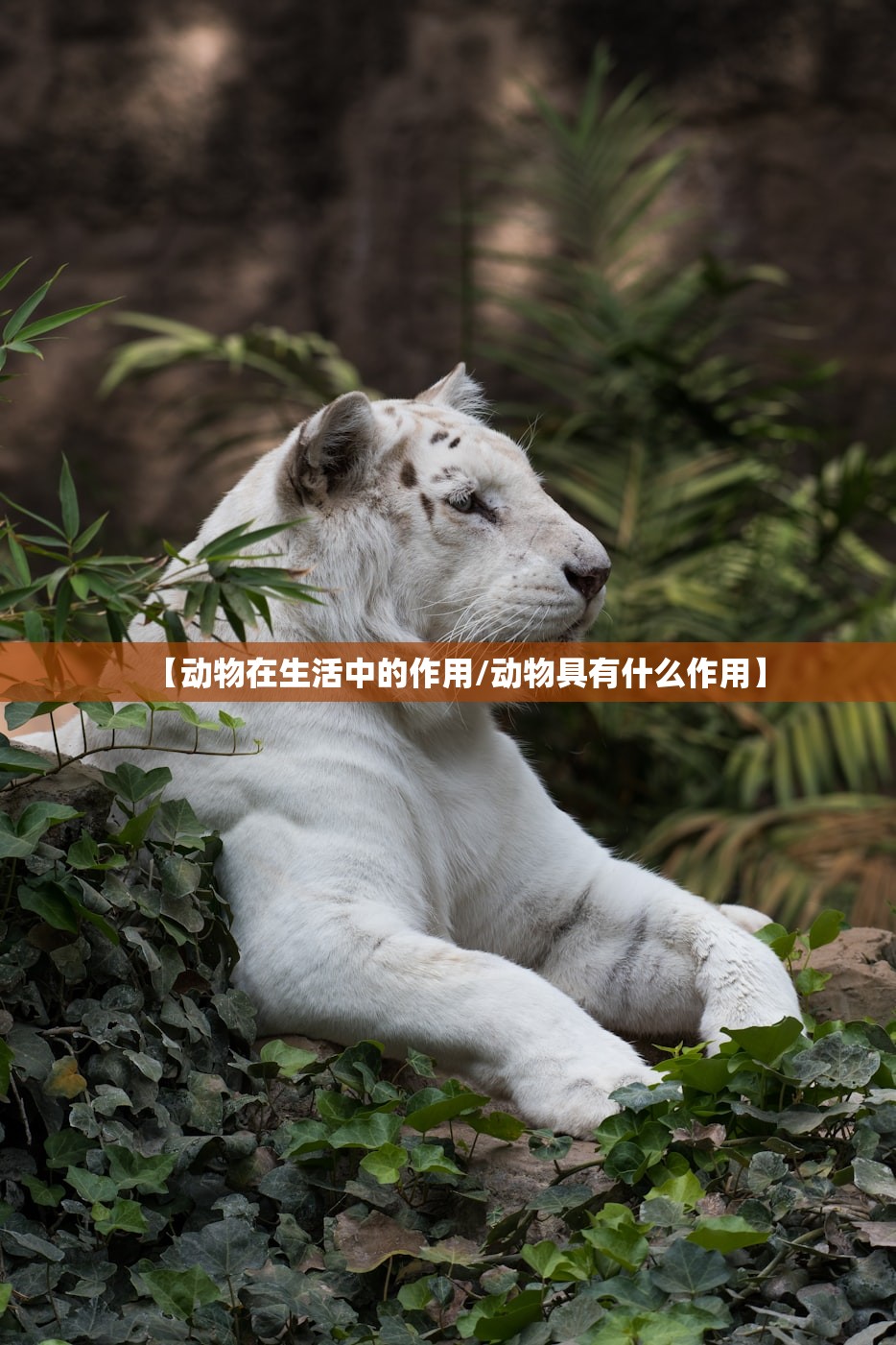 【动物在生活中的作用/动物具有什么作用】