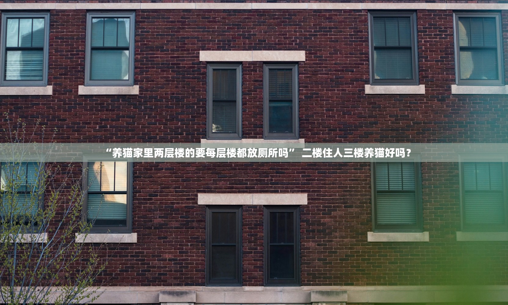 “养猫家里两层楼的要每层楼都放厕所吗” 二楼住人三楼养猫好吗？