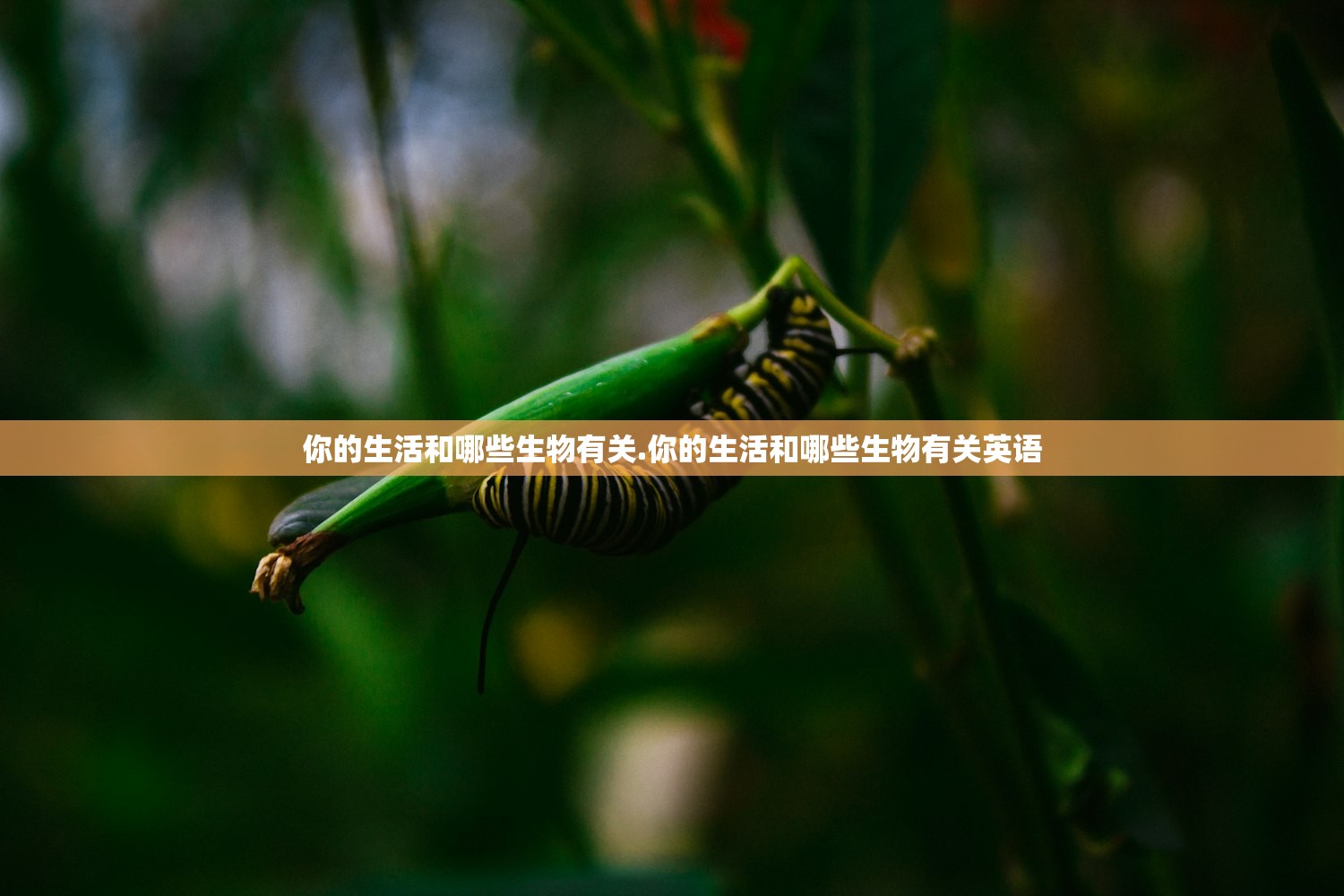 你的生活和哪些生物有关.你的生活和哪些生物有关英语