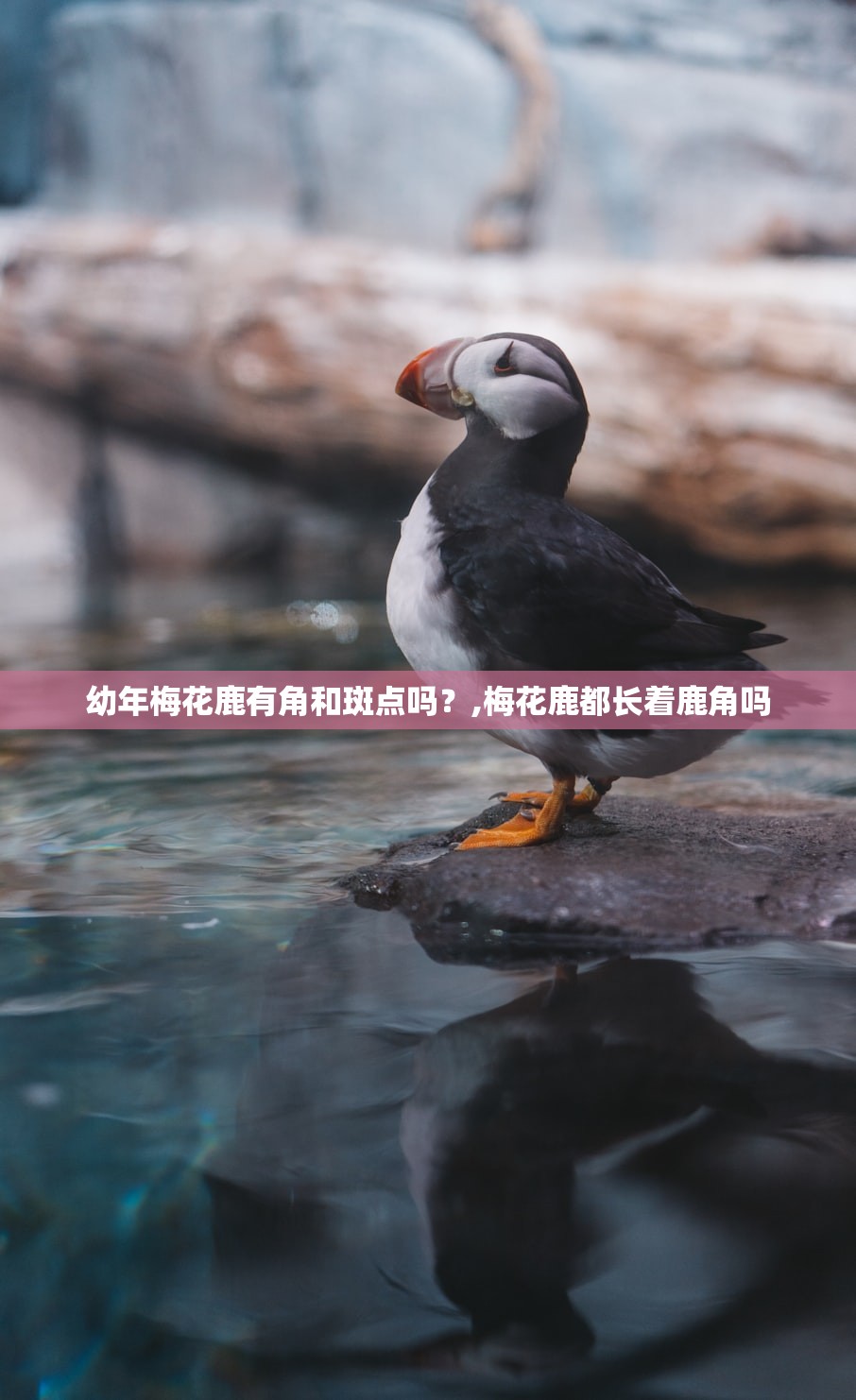 幼年梅花鹿有角和斑点吗？,梅花鹿都长着鹿角吗