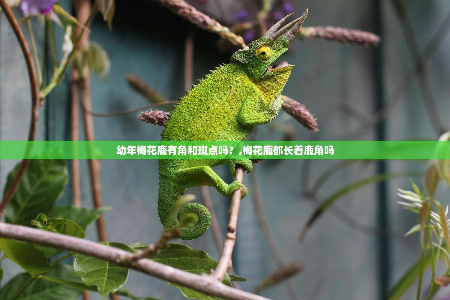 幼年梅花鹿有角和斑点吗?,梅花鹿都长着鹿角吗 幼年梅花鹿有角和斑点吗?,梅花鹿都长着鹿角吗