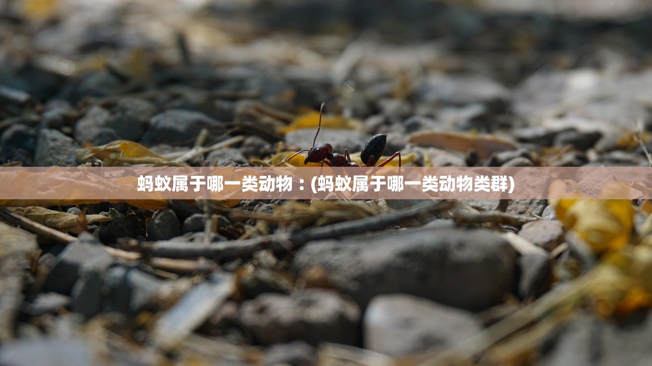蚂蚁属于哪一类动物︰(蚂蚁属于哪一类动物类群) 蚂蚁属于哪一类动物︰(蚂蚁属于哪一类动物类群)