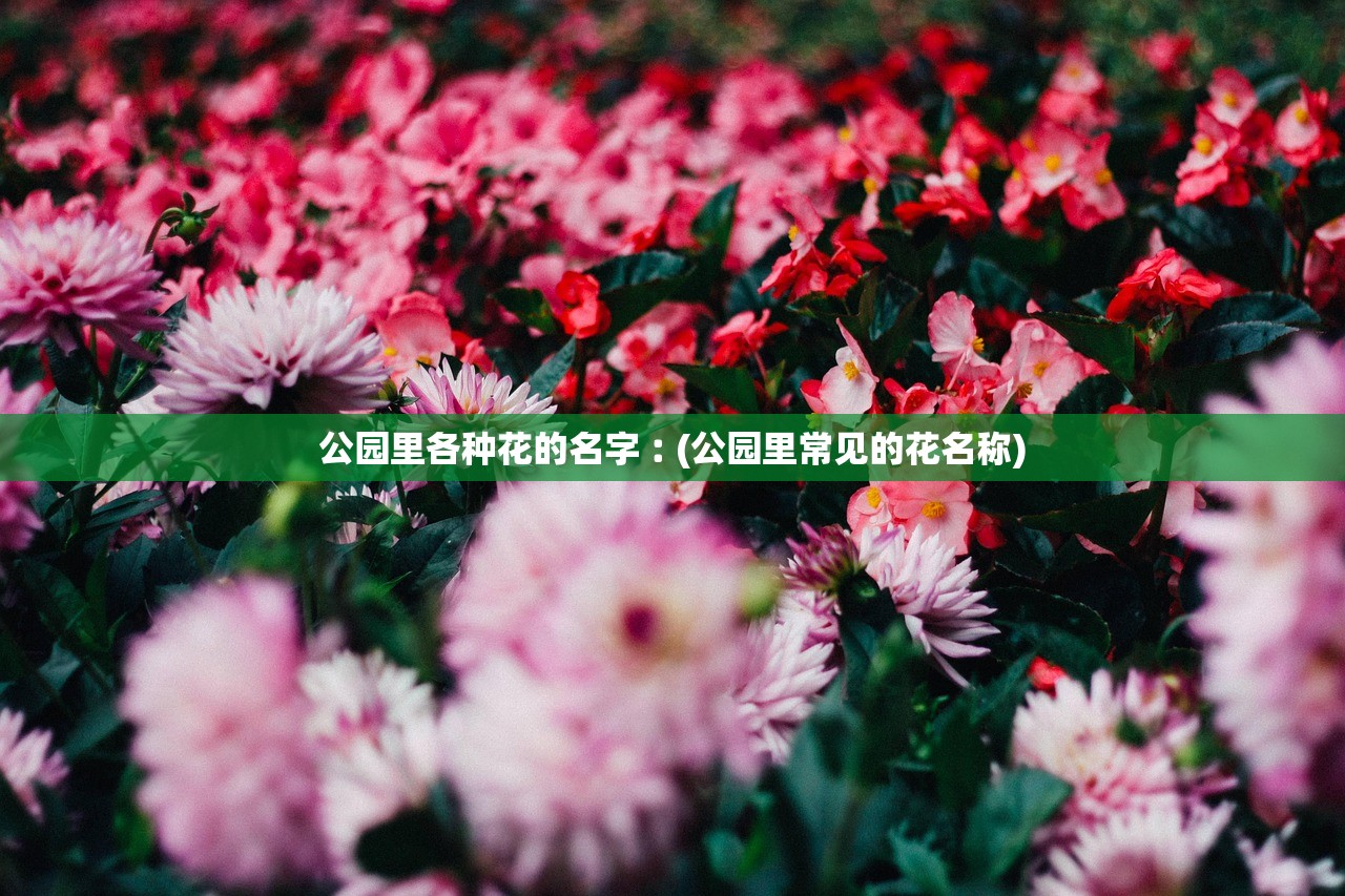公园里各种花的名字︰(公园里常见的花名称)