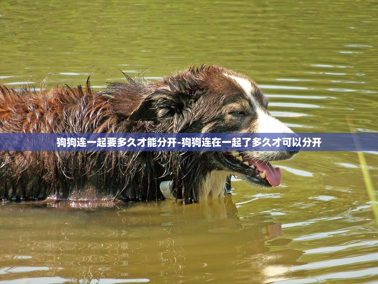 狗狗连一起要多久才能分开-狗狗连在一起了多久才可以分开 狗狗连一起要多久才能分开-狗狗连在一起了多久才可以分开