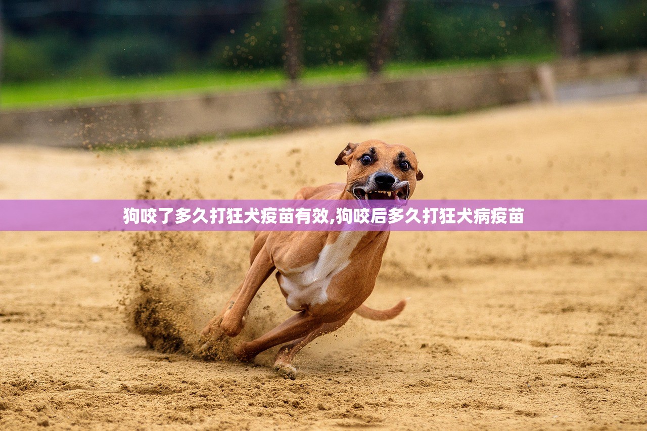 狗咬了多久打狂犬疫苗有效,狗咬后多久打狂犬病疫苗