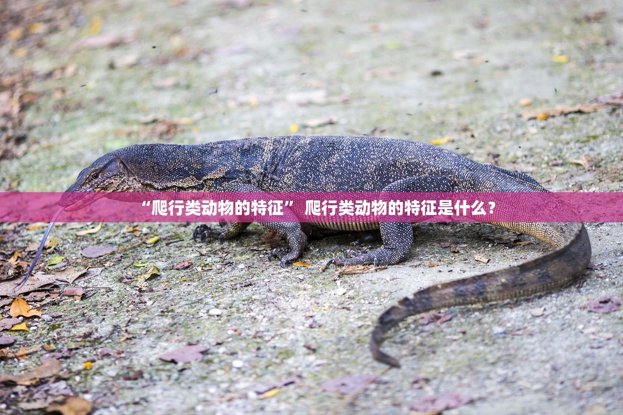 “爬行类动物的特征” 爬行类动物的特征是什么？