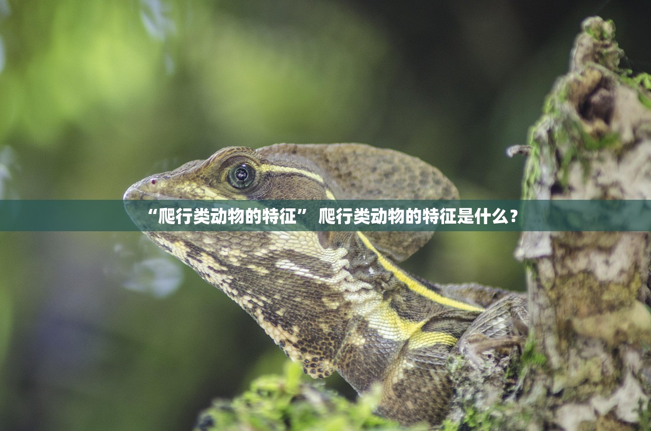 “爬行类动物的特征	” 爬行类动物的特征是什么？