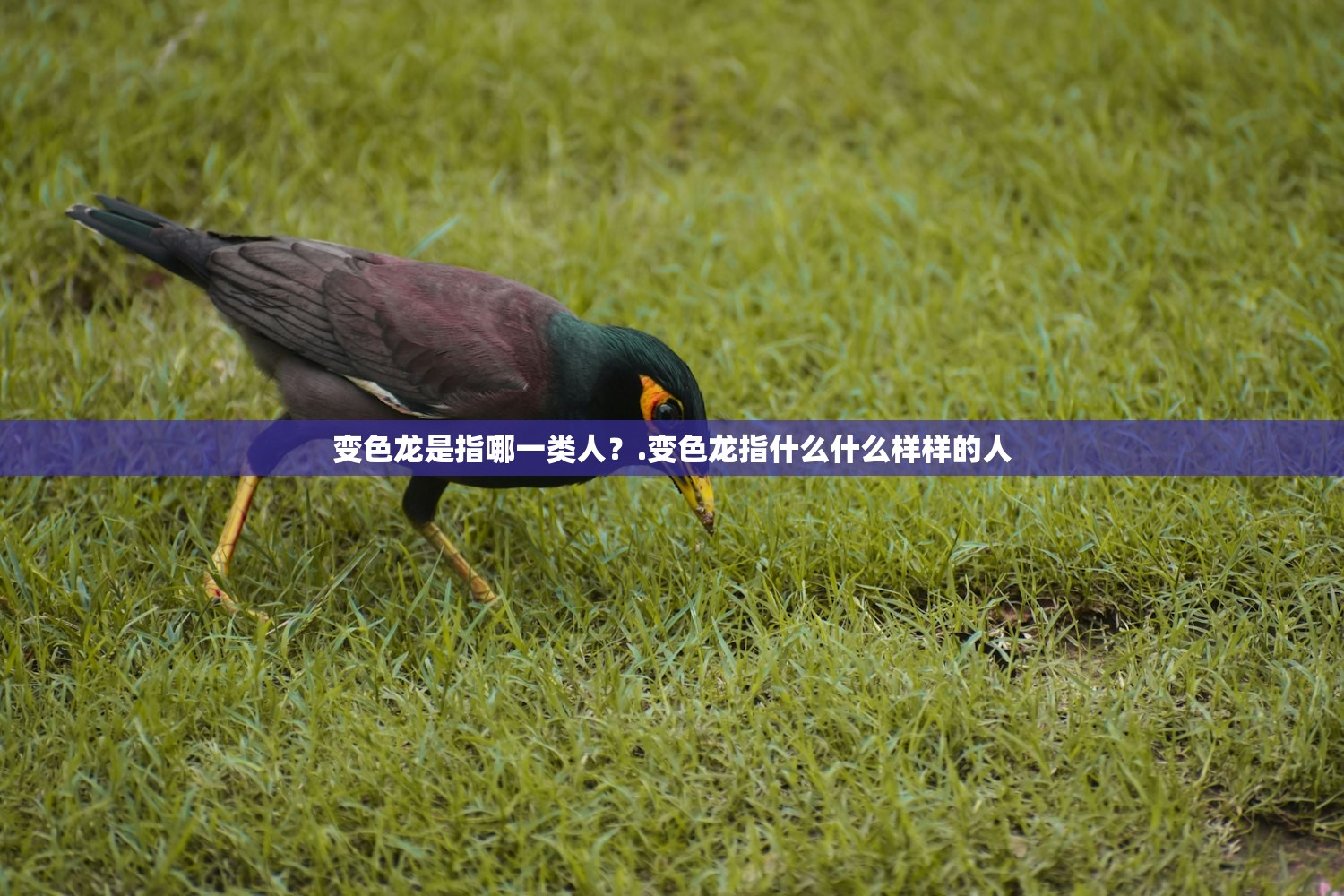 变色龙是指哪一类人？.变色龙指什么什么样样的人