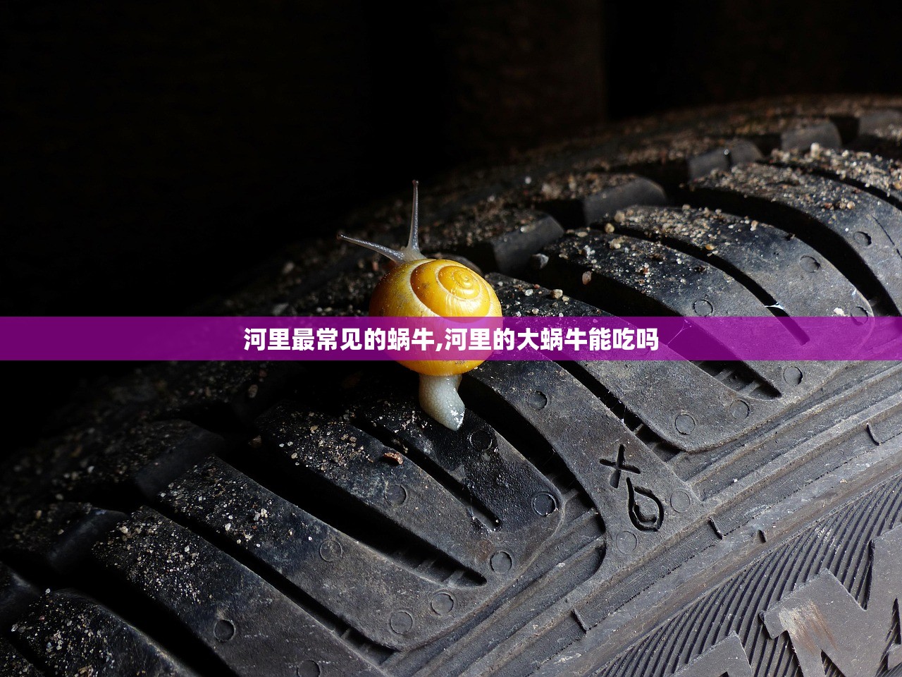 河里最常见的蜗牛,河里的大蜗牛能吃吗 河里最常见的蜗牛,河里的大蜗牛能吃吗