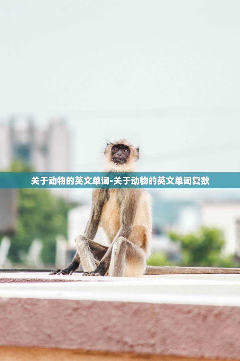 关于动物的英文单词-关于动物的英文单词复数