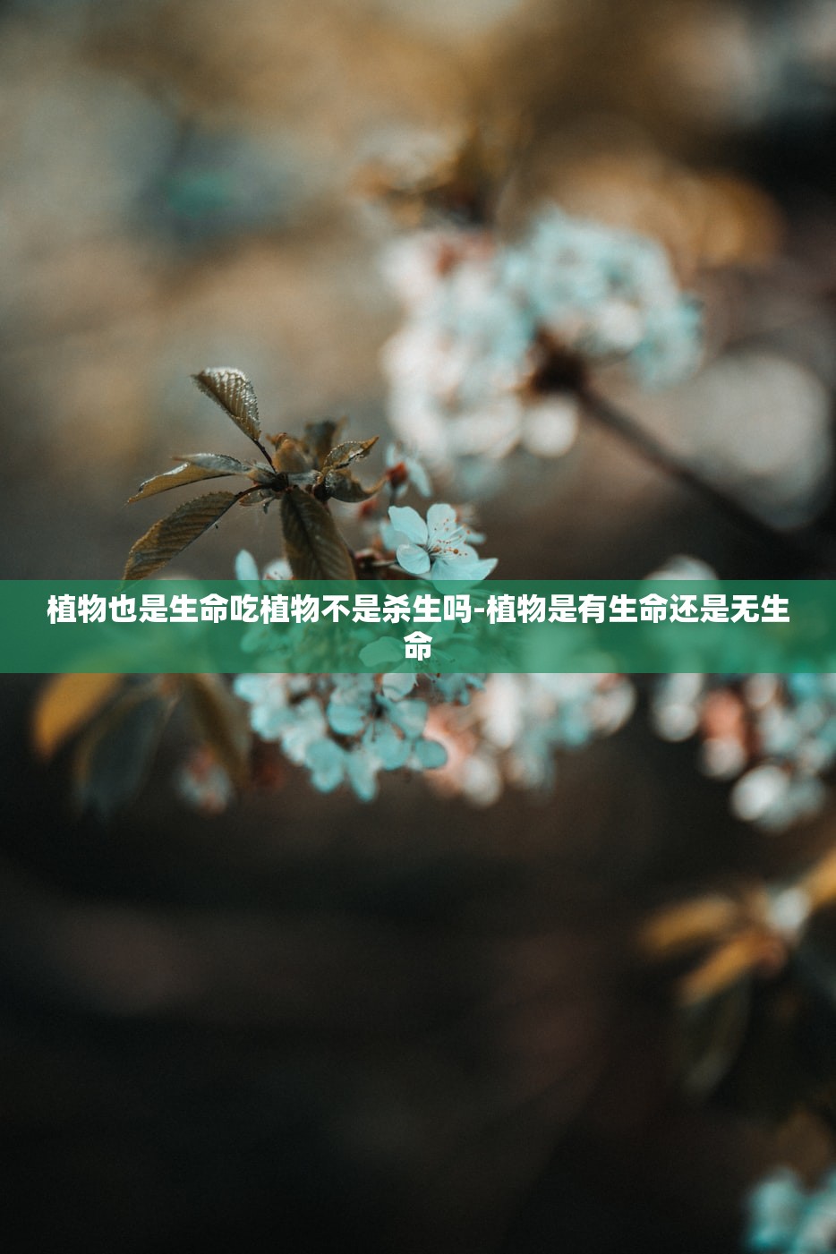 植物也是生命吃植物不是杀生吗-植物是有生命还是无生命