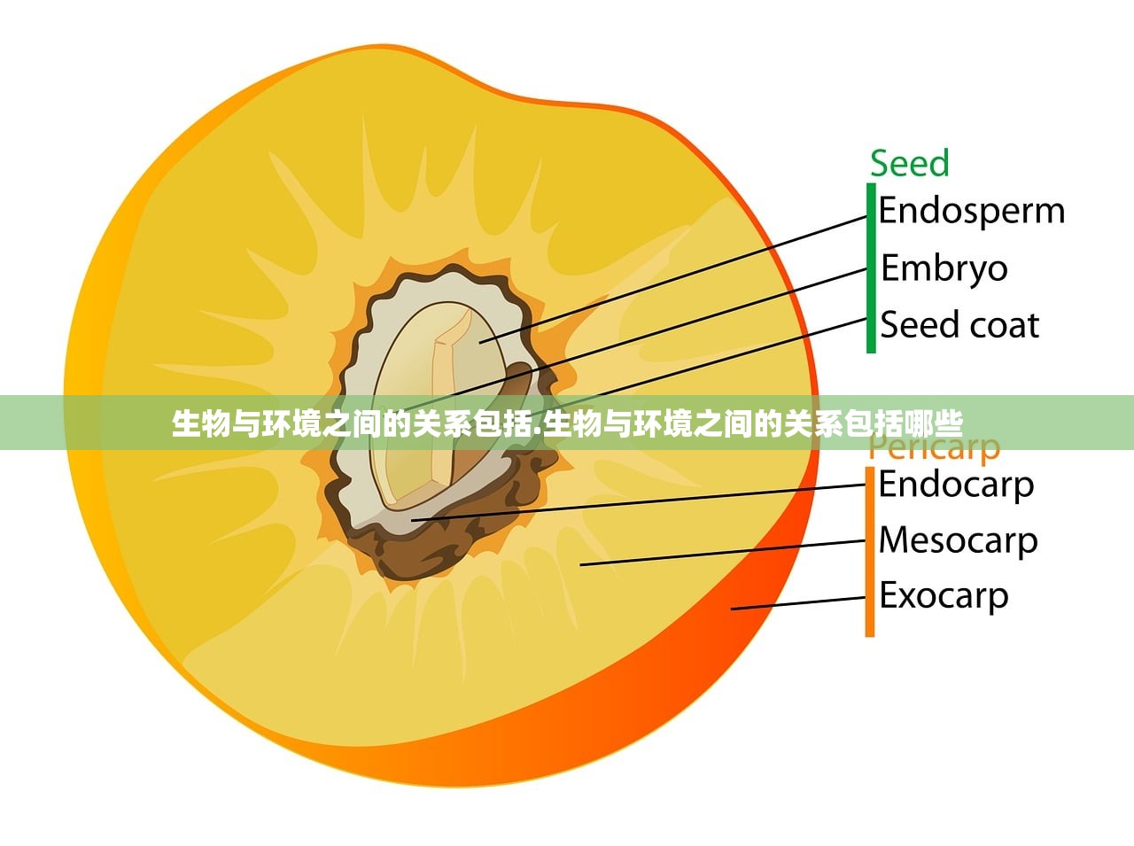 生物与环境之间的关系包括.生物与环境之间的关系包括哪些