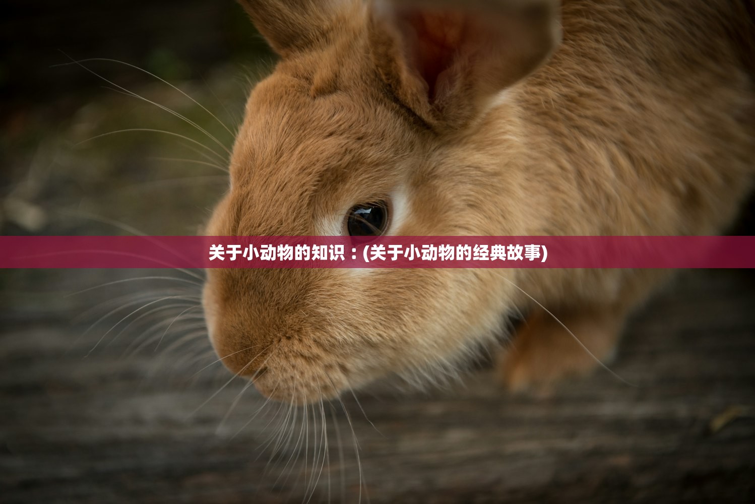 关于小动物的知识︰(关于小动物的经典故事)