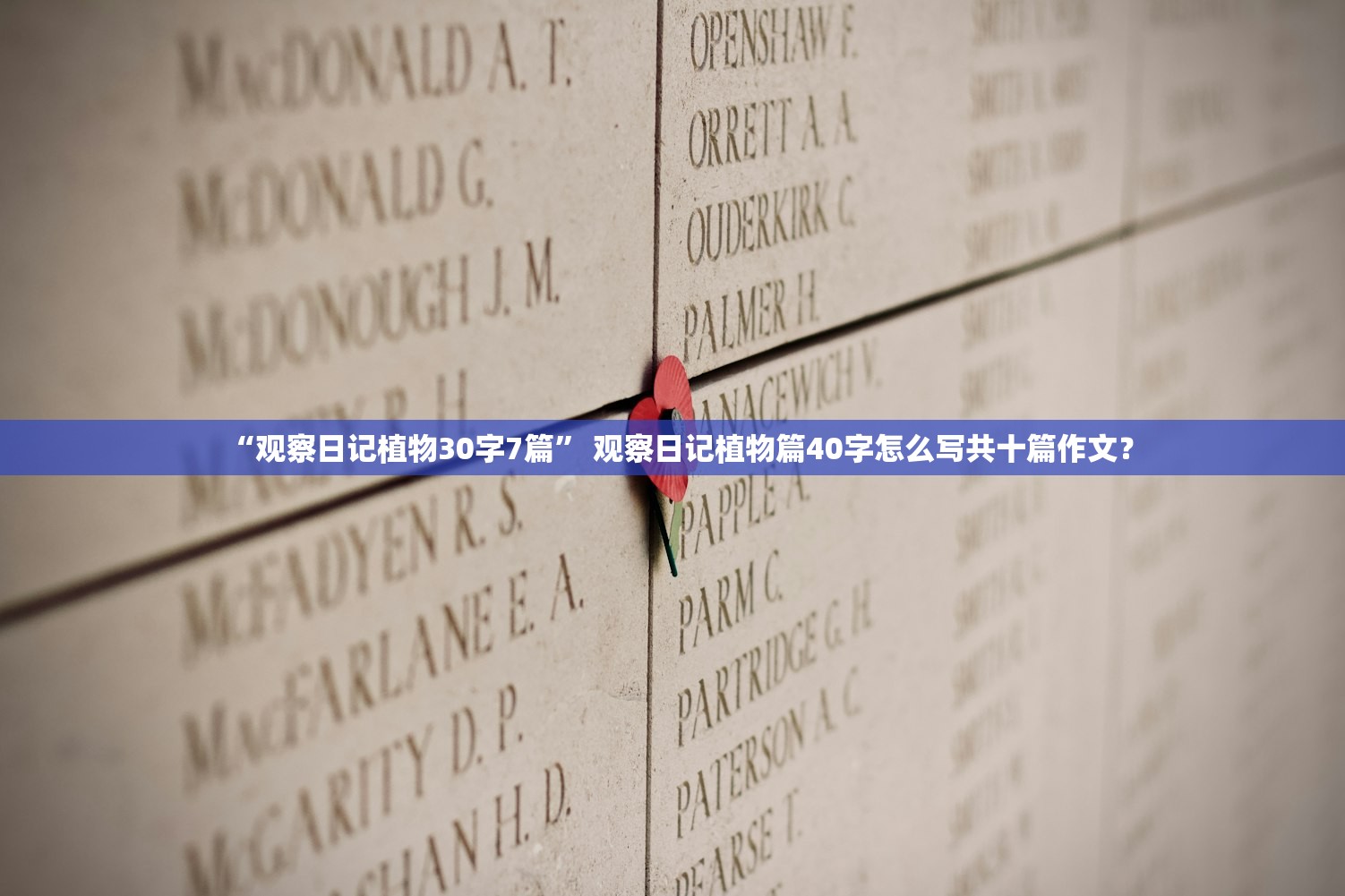 “观察日记植物30字7篇” 观察日记植物篇40字怎么写共十篇作文？