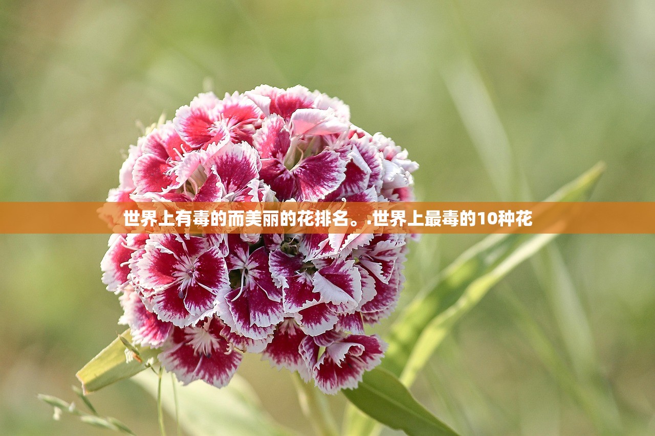 世界上有毒的而美丽的花排名	。.世界上最毒的10种花