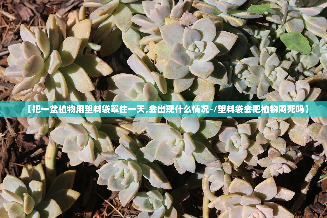 【把一盆植物用塑料袋罩住一天,会出现什么情况-/塑料袋会把植物闷死吗】