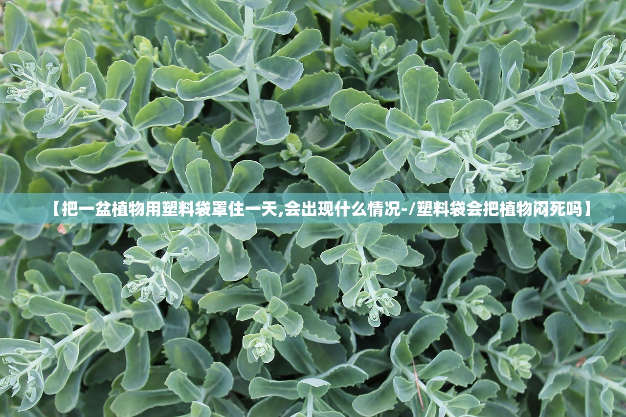 【把一盆植物用塑料袋罩住一天,会出现什么情况-/塑料袋会把植物闷死吗】
