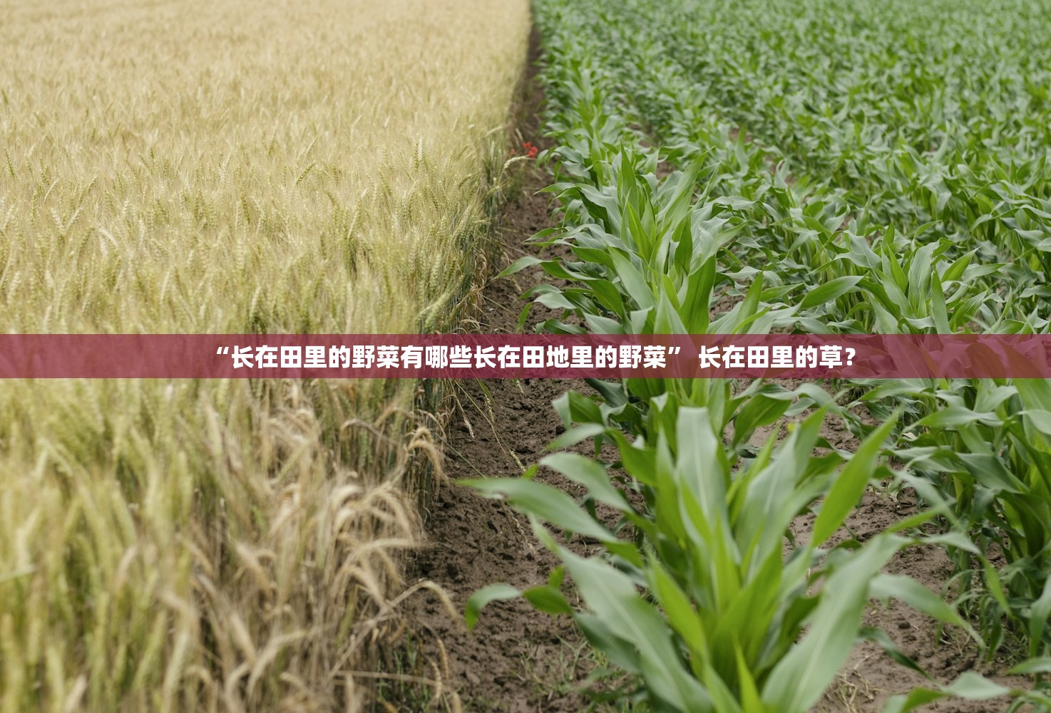 “长在田里的野菜有哪些长在田地里的野菜” 长在田里的草？