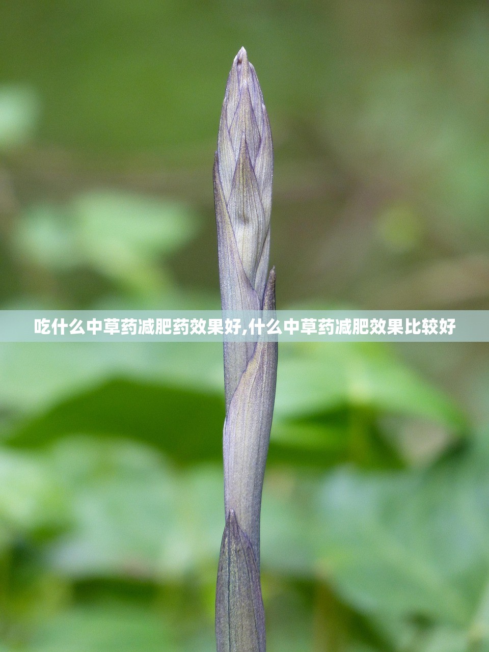 吃什么中草药减肥药效果好,什么中草药减肥效果比较好
