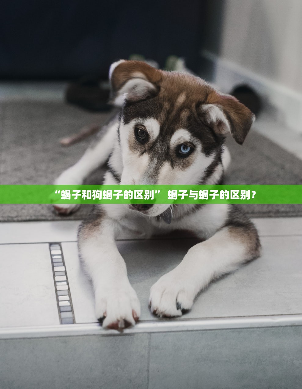 “蝎子和狗蝎子的区别	” 蝎子与蝎子的区别？