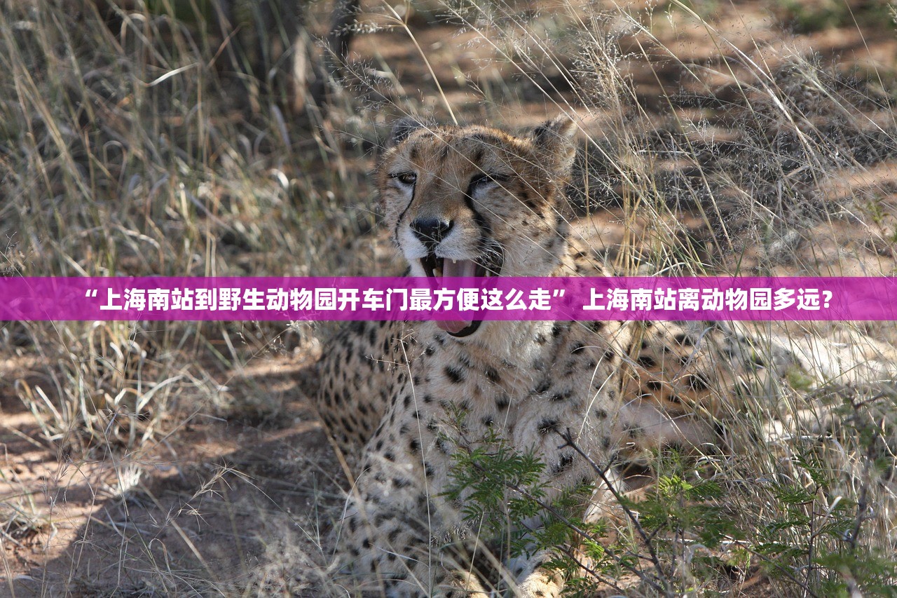 “上海南站到野生动物园开车门最方便这么走” 上海南站离动物园多远？