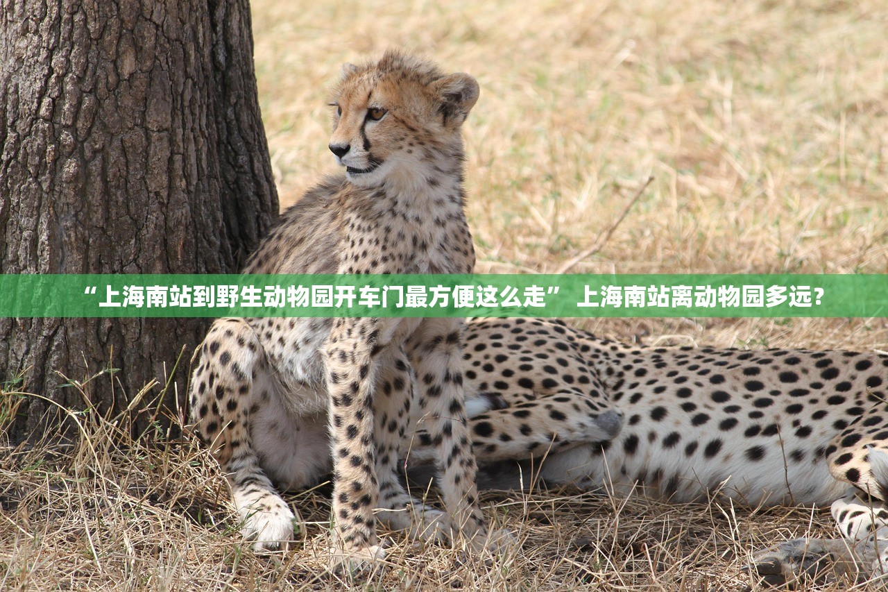 “上海南站到野生动物园开车门最方便这么走” 上海南站离动物园多远？
