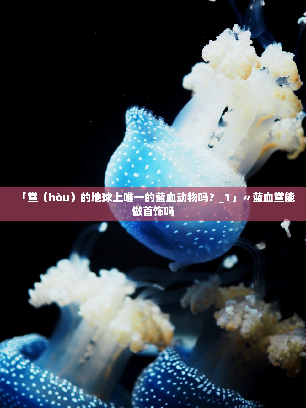 「鲎（hòu）的地球上唯一的蓝血动物吗？_1」〃蓝血鲎能做首饰吗