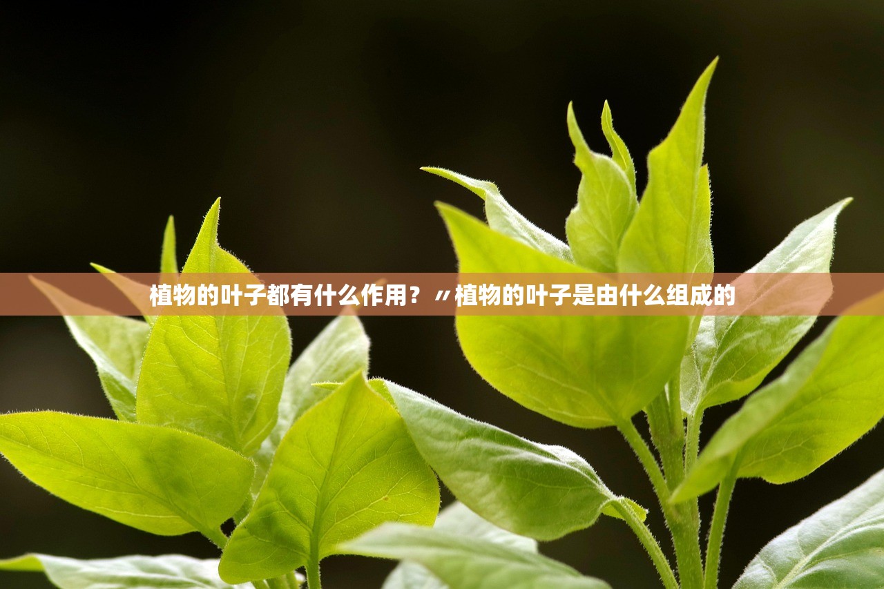 植物的叶子都有什么作用?〃植物的叶子是由什么组成的 植物的叶子都有什么作用?〃植物的叶子是由什么组成的