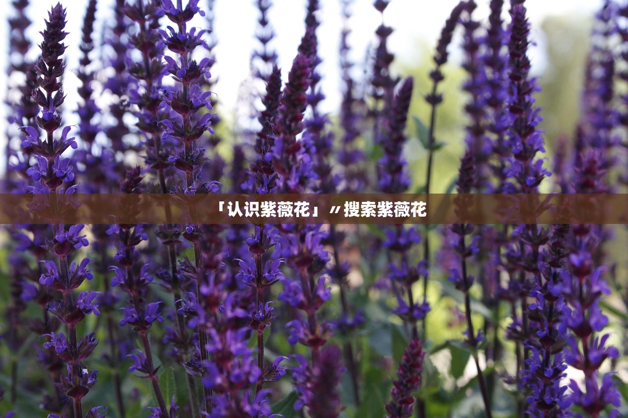 「认识紫薇花」〃搜索紫薇花 「认识紫薇花」〃搜索紫薇花