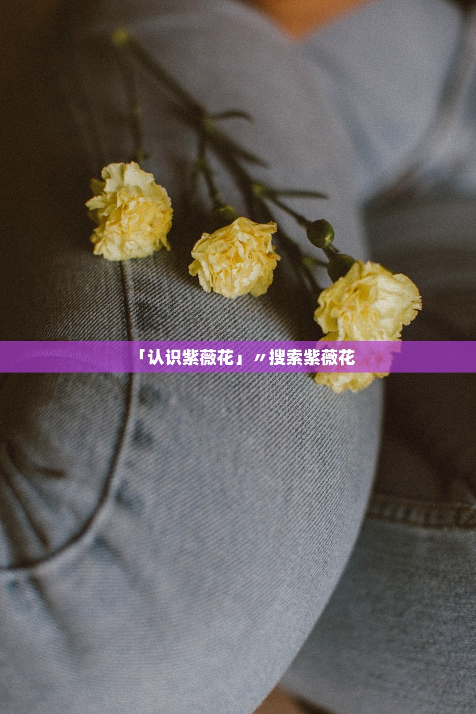 「认识紫薇花」〃搜索紫薇花 「认识紫薇花」〃搜索紫薇花