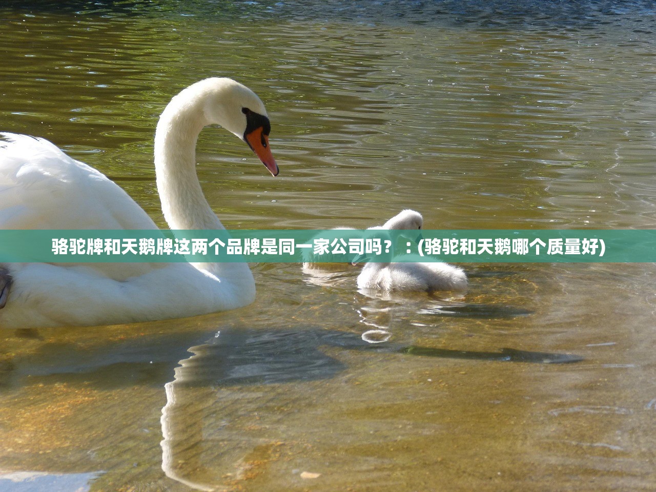 骆驼牌和天鹅牌这两个品牌是同一家公司吗？︰(骆驼和天鹅哪个质量好)