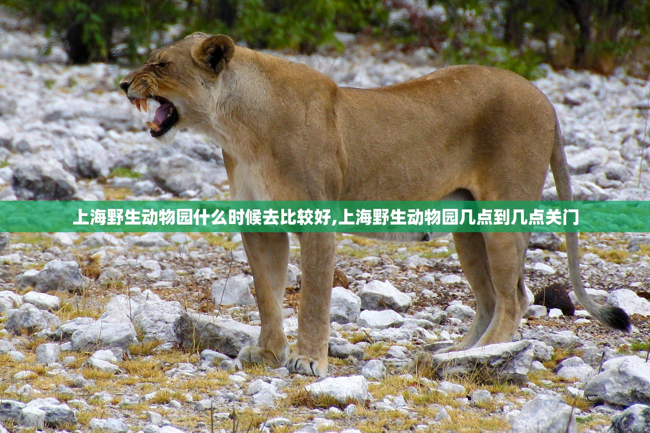 上海野生动物园什么时候去比较好,上海野生动物园几点到几点关门 上海野生动物园什么时候去比较好,上海野生动物园几点到几点关门