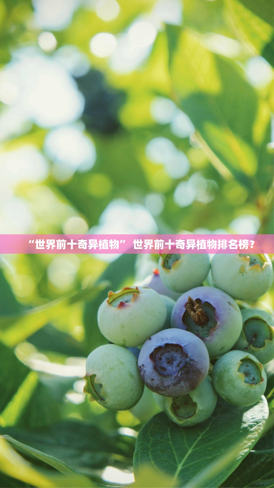 “世界前十奇异植物” 世界前十奇异植物排名榜？