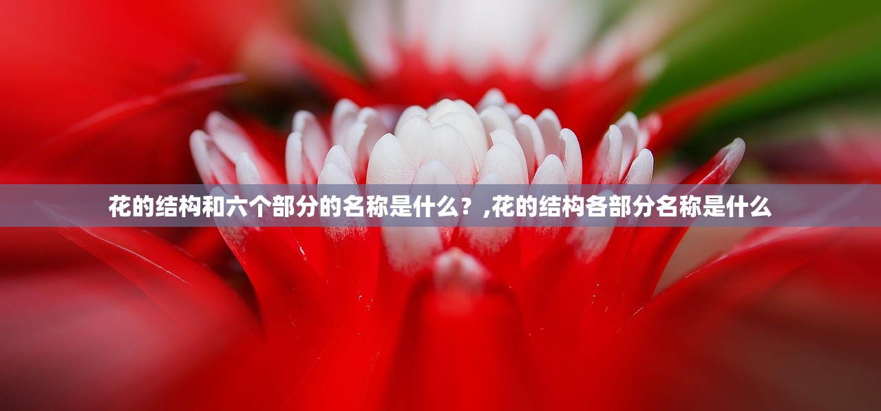 花的结构和六个部分的名称是什么？,花的结构各部分名称是什么